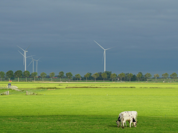 Campo de relva com turbinas de energia eólica no fundo e uma vaca em primeiro plano