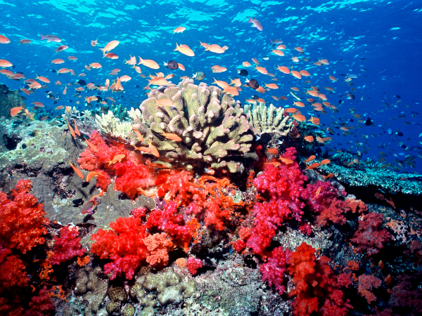 Biodiversidade marinha